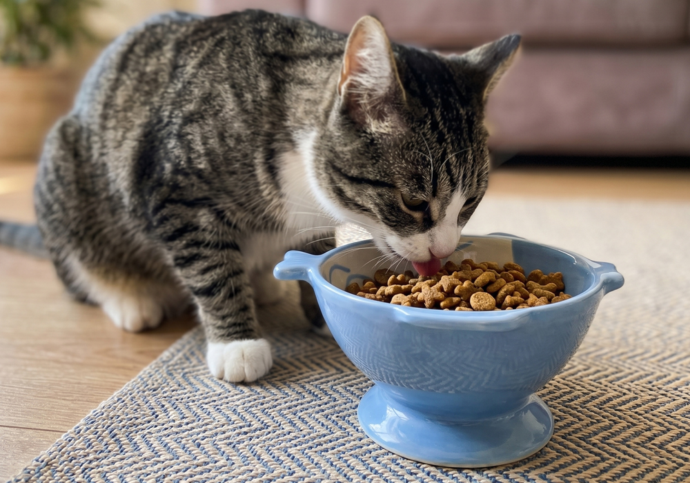 A tabby cat eating dry food from a raised blue ceramic pet bowl with textured leaf pattern design, placed on a woven mat in a modern home setting